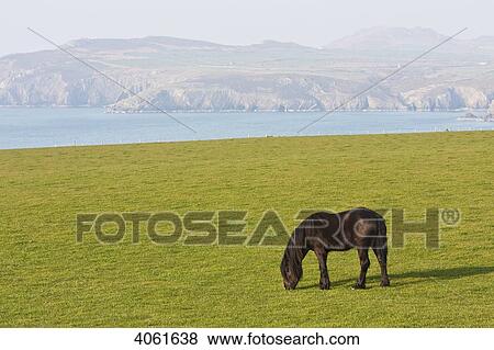 Stock Photo - Horse grazing in field near AberMawr Bay, Pembrokeshire Coast Path, South West Wales; Pembrokeshire, Wales. Fotosearch