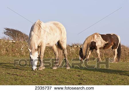 Horse Grazing In Field Near Nolton Haven, Popular Horse Riding Centre Both For Tourists And Locals; Pembrokeshire Coastal Path, Wales, Uk View Large Photo Image Stock Photo - Horse Grazing In Field Near Nolton Haven, Popular Horse Riding Centre Both For Tourists And Locals; Pembrokeshire Coastal Path, Wales, Uk. Fotosearch