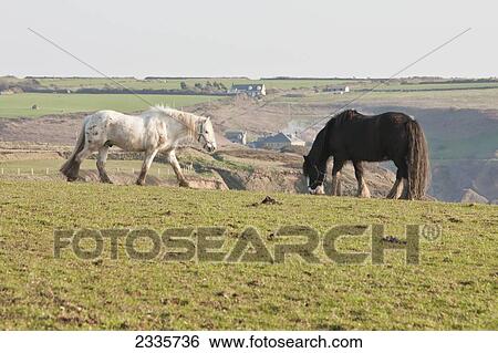 Horse Grazing In Field Near Nolton Haven, Popular Horse Riding Centre Both For Tourists And Locals; Pembrokeshire Coastal Path, Wales, Uk View Large Photo Image Stock Photograph - Horse Grazing In Field Near Nolton Haven, Popular Horse Riding Centre Both For Tourists And Locals; Pembrokeshire Coastal Path, Wales, Uk. Fotosearch