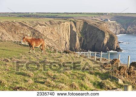 Horse Grazing In Field; Pembrokeshire Coastal Path, Wales, United Kingdom View Large Photo Image Stock Image - Horse Grazing In Field; Pembrokeshire Coastal Path, Wales, United Kingdom. Fotosearch