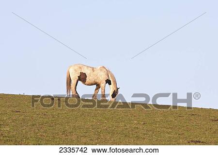 Stock Image - Horse Grazing In Field; Pembrokeshire Coastal Path, Wales, United Kingdom. Fotosearch