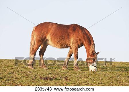 Stock Image - Horse Grazing In Field; Pembrokeshire Coastal Path, Wales, United Kingdom. Fotosearch