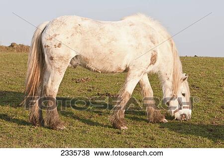 Horse Grazing In Field; Pembrokeshire Coastal Path, Wales, United Kingdom View Large Photo Image Stock Photo - Horse Grazing In Field; Pembrokeshire Coastal Path, Wales, United Kingdom. Fotosearch
