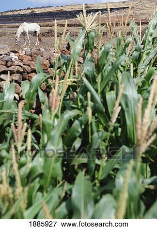 Horse Grazing In Fields With Corn Plants In Foreground View Large Photo Image Stock Photo - Horse Grazing In Fields With Corn Plants In Foreground. Fotosearch