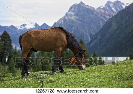Horse grazing on grass field with lake and mountain range in the background; Ganze, Sichuan, China View Large Photo Image Stock Photo - Horse grazing on grass field with lake and mountain range in the background; Ganze, Sichuan, China. Fotosearch
