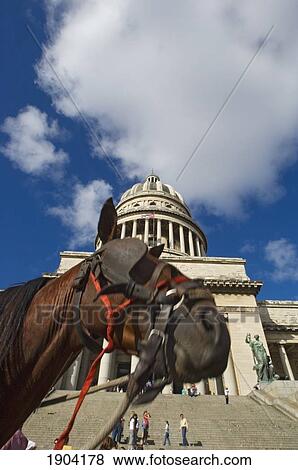 Horse In Front Of Capitol Building (Capitolio), Havana, Cuba View Large Photo Image Stock Photo - Horse In Front Of Capitol Building (Capitolio), Havana, Cuba. Fotosearch