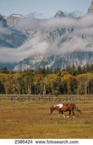 Picture - Horse in Grand Teton National Park; Wyoming, United States of America. Fotosearch