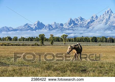 Horse in Grand Teton National Park; Wyoming, United States of America View Large Photo Image Stock Image - Horse in Grand Teton National Park; Wyoming, United States of America. Fotosearch