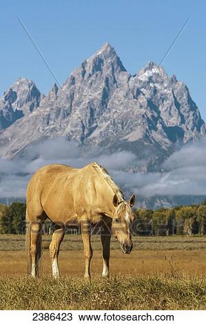 Stock Image - Horse in Grand Teton National Park; Wyoming, United States of America. Fotosearch