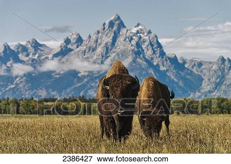 Stock Photo - Horse in Grand Teton National Park; Wyoming, United States of America. Fotosearch