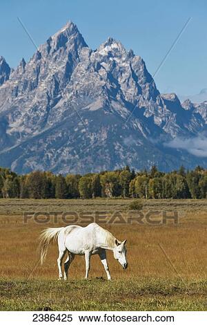 Horse in Grand Teton National Park; Wyoming, United States of America View Large Photo Image Stock Photography - Horse in Grand Teton National Park; Wyoming, United States of America. Fotosearch