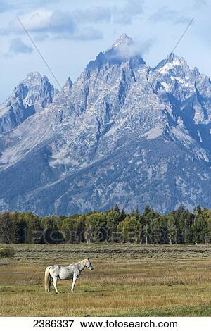 Stock Photo - Horse in Grand Tetons National Park; Wyoming, United States of America. Fotosearch