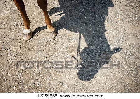 Horse legs and shadow of horse head; Hampstead, Maryland, United States of America View Large Photo Image Stock Photography - Horse legs and shadow of horse head; Hampstead, Maryland, United States of America. Fotosearch