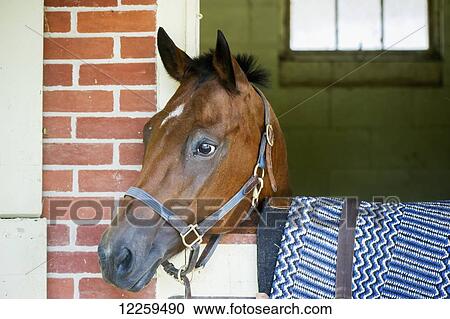 Horse looking out of stables; Hampstead, Maryland, United States of America View Large Photo Image Stock Image - Horse looking out of stables; Hampstead, Maryland, United States of America. Fotosearch