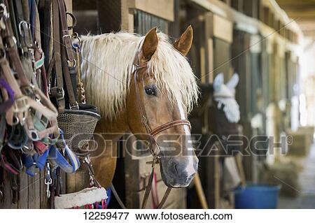 Horse looking out of stall in stable in Cecil County; Maryland, United States of America View Large Photo Image Stock Photo - Horse looking out of stall in stable in Cecil County; Maryland, United States of America. Fotosearch