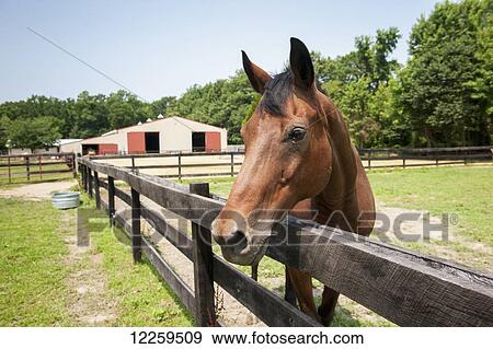 Horse looking over fence; St Michaels, Maryland, United States of America View Large Photo Image Stock Photo - Horse looking over fence; St Michaels, Maryland, United States of America. Fotosearch