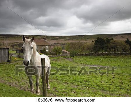 Stock Photograph - Horse Peering Over Fence, North Yorkshire, England. Fotosearch