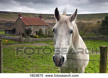 Horse Peering Over Fence, North Yorkshire, England View Large Photo Image Stock Photography - Horse Peering Over Fence, North Yorkshire, England. Fotosearch