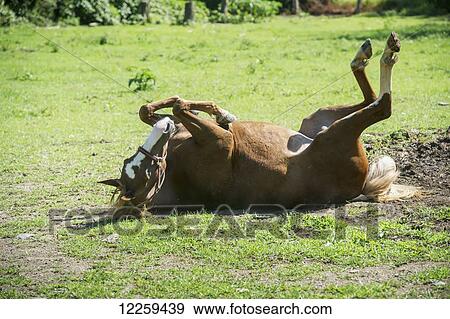 Stock Photo - Horse rolling in dust; Knoxville, Maryland, United States of America. Fotosearch