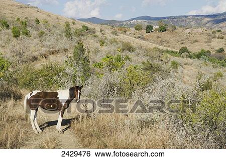 Stock Photograph - Horse standing on a Mexican landscape; Guanajuato, Mexico. Fotosearch