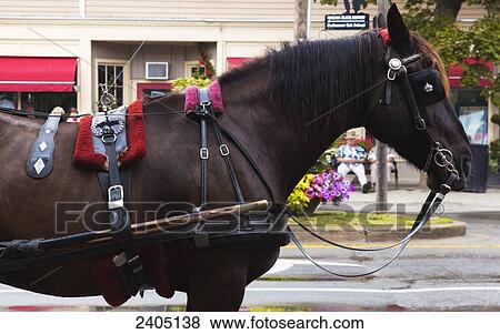 Horse with harness attached to unseen carriage; Niagara-on-the-Lake, Ontario, Canada View Large Photo Image Stock Photo - Horse with harness attached to unseen carriage; Niagara-on-the-Lake, Ontario, Canada. Fotosearch