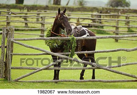 Horse with leis in corral after Aloha Week Parade; Waimea, Island of Hawaii, Hawaii, United States of America View Large Photo Image Stock Photo - Horse with leis in corral after Aloha Week Parade; Waimea, Island of Hawaii, Hawaii, United States of America. Fotosearch
