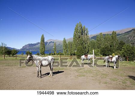 Horses at Estancia Peuma Hue, Nahuel Huapi National Park, Rio, Argentina View Large Photo Image Stock Photo - Horses at Estancia Peuma Hue, Nahuel Huapi National Park, Rio, Argentina. Fotosearch