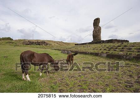 Horses By Ahu Riata At Hanga Piko, Rapa Nui (Easter Island), Chile View Large Photo Image Stock Photography - Horses By Ahu Riata At Hanga Piko, Rapa Nui (Easter Island), Chile. Fotosearch