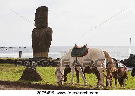 Horses By The Moai Of Ahu Tautira In Hanga Roa, Rapa Nui (Easter Island), Chile View Large Photo Image Stock Photograph - Horses By The Moai Of Ahu Tautira In Hanga Roa, Rapa Nui (Easter Island), Chile. Fotosearch
