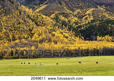 Horses, Caribou And Fall Colours, Northern British Columbia View Large Photo Image Stock Image - Horses, Caribou And Fall Colours, Northern British Columbia. Fotosearch