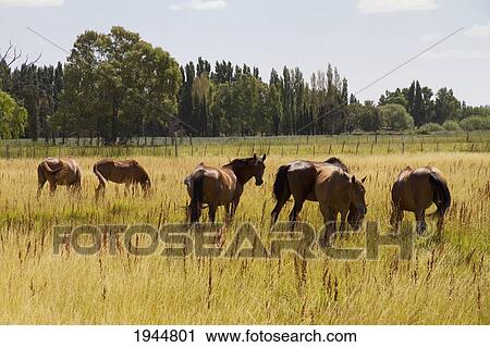 Horses, Chubut River Valley, Chubut, Argentina View Large Photo Image Stock Image - Horses, Chubut River Valley, Chubut, Argentina. Fotosearch