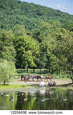 Horses drinking water; Knoxville, Maryland, United States of America View Large Photo Image Stock Photo - Horses drinking water; Knoxville, Maryland, United States of America. Fotosearch