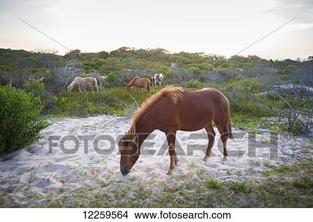 Picture - Horses grazing at Assateague Island National Seashore; Maryland, United States of America. Fotosearch