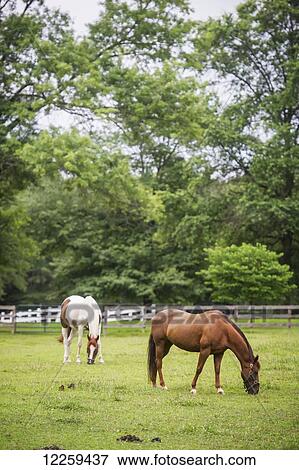 Horses grazing in a pasture; Wheaton, Maryland, United States of America View Large Photo Image Stock Photo - Horses grazing in a pasture; Wheaton, Maryland, United States of America. Fotosearch