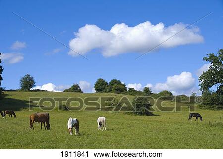 Stock Image - Horses Grazing In Field, Claygate, Surrey, Uk. Fotosearch