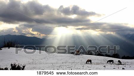 Horses Grazing In Field In Himalayas At Sunset View Large Photo Image Stock Photography - Horses Grazing In Field In Himalayas At Sunset. Fotosearch