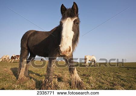 Stock Image - Horses Grazing In Field; Pembrokeshire Coastal Path, Wales, United Kingdom. Fotosearch