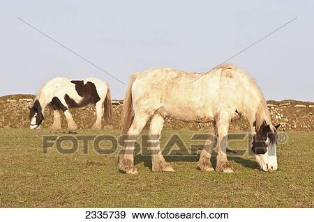 Stock Photo - Horses Grazing In Field; Pembrokeshire Coastal Path, Wales, United Kingdom. Fotosearch