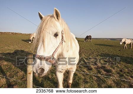 Horses Grazing In Field; Pembrokeshire Coastal Path, Wales, United Kingdom View Large Photo Image Stock Photo - Horses Grazing In Field; Pembrokeshire Coastal Path, Wales, United Kingdom. Fotosearch