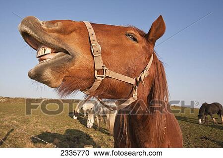 Horses Grazing In Field With Mouth Open; Pembrokeshire Coastal Path, Wales, United Kingdom View Large Photo Image Stock Image - Horses Grazing In Field With Mouth Open; Pembrokeshire Coastal Path, Wales, United Kingdom. Fotosearch