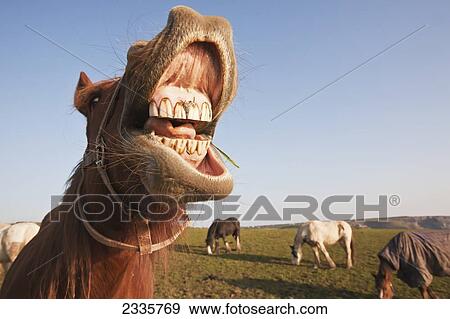 Stock Photo - Horses Grazing In Field With Mouth Open; Pembrokeshire Coastal Path, Wales, United Kingdom. Fotosearch