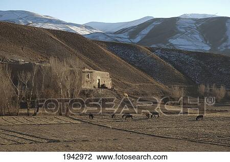 Horses In A Field Near Shibar, Bamian Province, Afghanistan View Large Photo Image Stock Image - Horses In A Field Near Shibar, Bamian Province, Afghanistan. Fotosearch