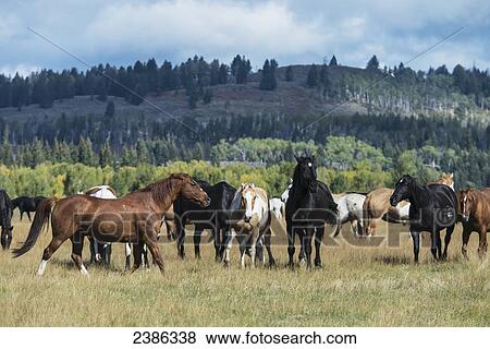 Horses in Grand Tetons National Park; Wyoming, United States of America View Large Photo Image Stock Photo - Horses in Grand Tetons National Park; Wyoming, United States of America. Fotosearch