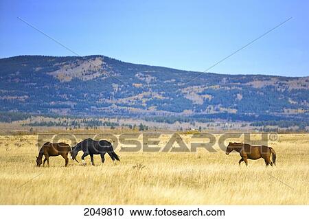 Stock Image - Horses In The Foothills, Kananaskis Country, Alberta. Fotosearch