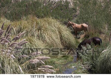 Horses In The Loa River, Chiu Chiu, Antofagasta Region, Chile View Large Photo Image Stock Photo - Horses In The Loa River, Chiu Chiu, Antofagasta Region, Chile. Fotosearch