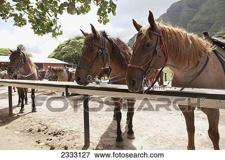 Horses on a ranch near the mountains; Kauai, Hawaii, United States of America View Large Photo Image Stock Photo - Horses on a ranch near the mountains; Kauai, Hawaii, United States of America. Fotosearch
