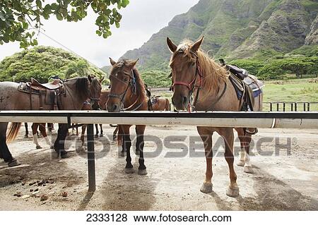 Stock Photo - Horses on a ranch near the mountains; Kauai, Hawaii, United States of America. Fotosearch