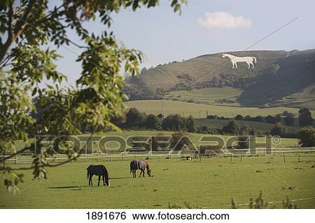 Horses On Pasture And Westbury White Horse In Background View Large Photo Image Stock Photograph - Horses On Pasture And Westbury White Horse In Background. Fotosearch