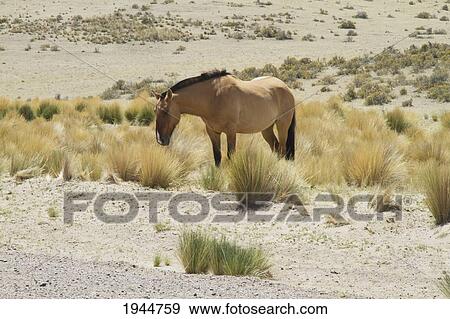 Stock Photo - Horses, Peninsula Valdes, Chubut, Argentina. Fotosearch