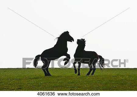 Stock Photograph - Horses playing in a field near AberMawr bay on Pembrokeshire Coast Path, South West Wales; Pembrokeshire, Wales. Fotosearch